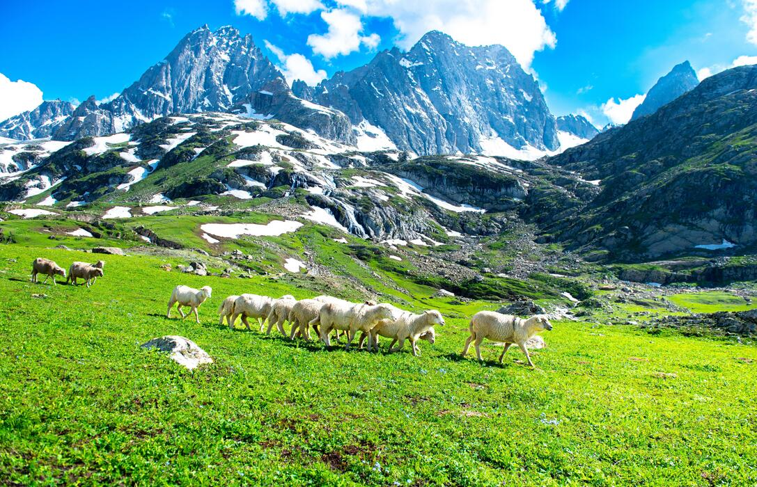Kashmir
